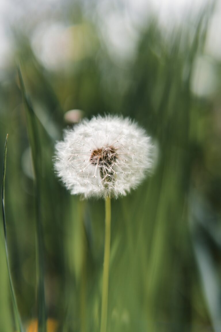 a close up of a plant